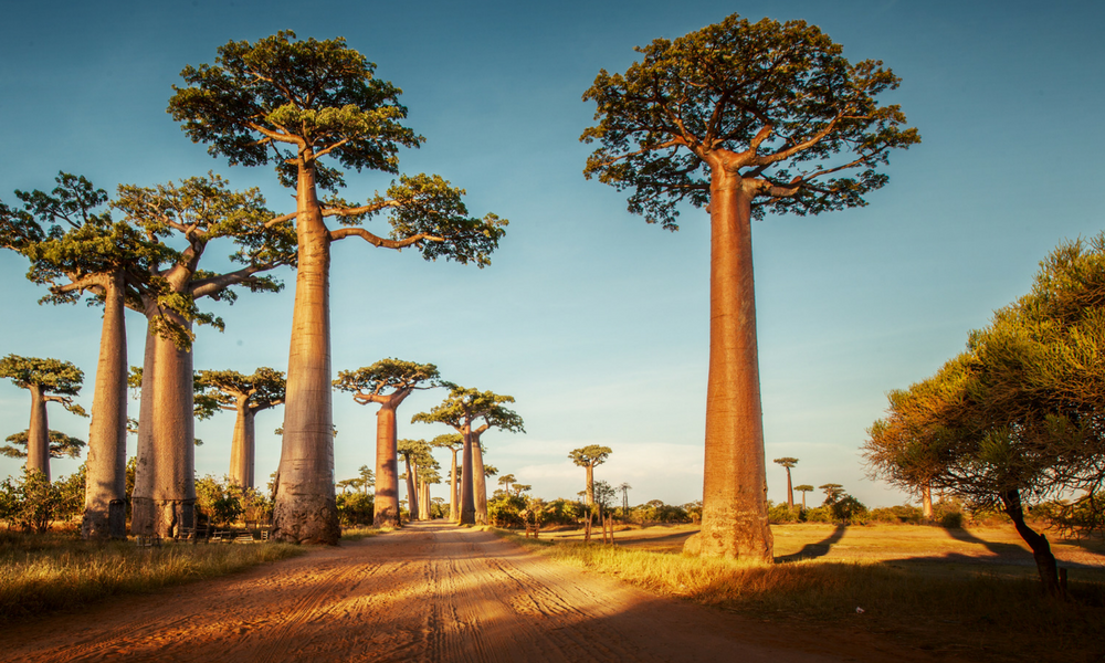 NEW! Why We Chose Baobab & Shea (Of The Hundreds Of Plants In The World)