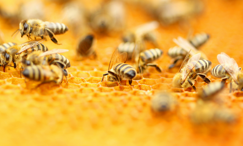 Why Honey Makes The Absolute Best Face Mask, Cleanser And Moisturizer