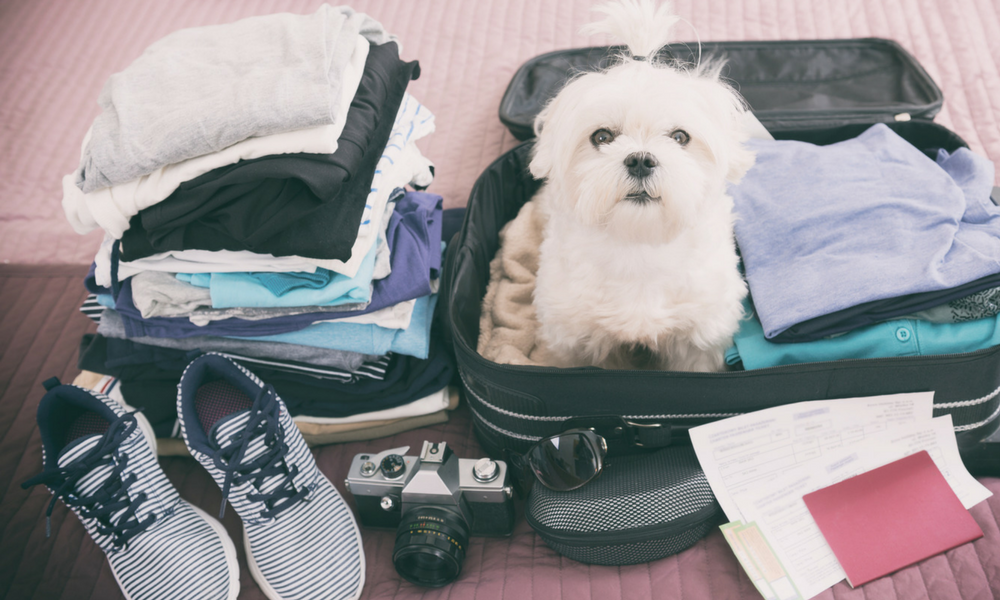 How To Stay On Your Game And Healthy While Traveling