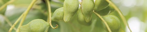 Australian Superfoods